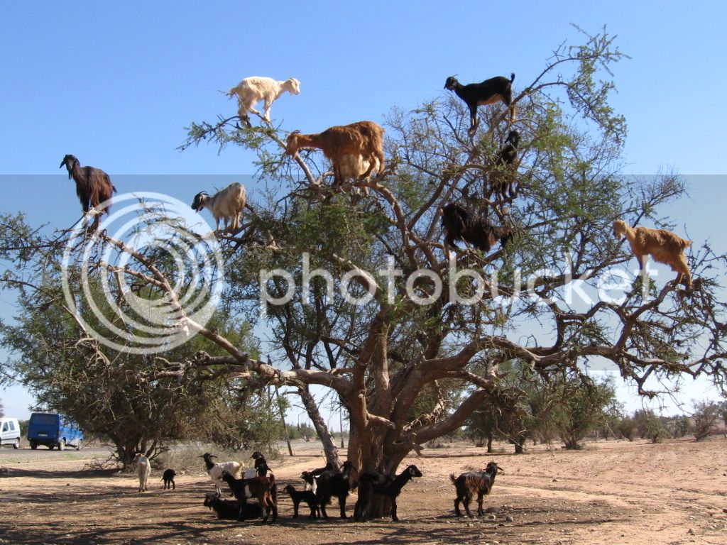tree-dwelling-goats.jpg