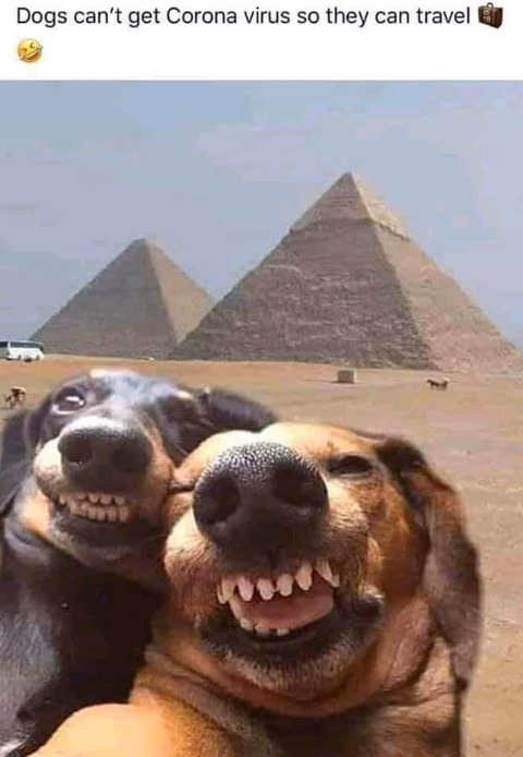 dogs-cant-get-corona-virus-travel-selfie-pyramids.jpg