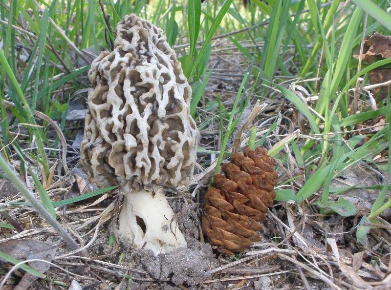 005a-Gray%20Morel.JPG