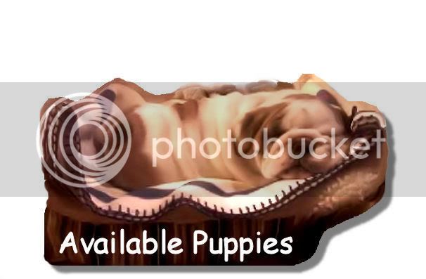 availablepuppiesgraphic.jpg