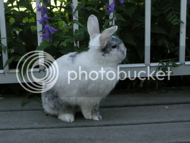 BunniesandBackGarden41.jpg