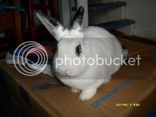 bunbun004-1.jpg