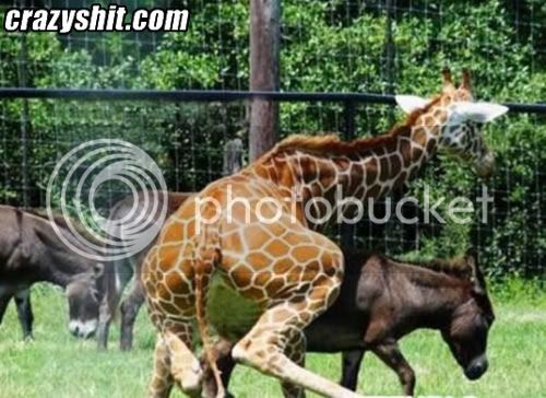 031110-horny-giraffe.jpg