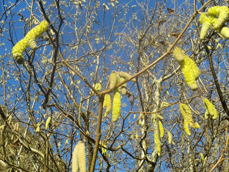 Hazel-Catkins.jpg