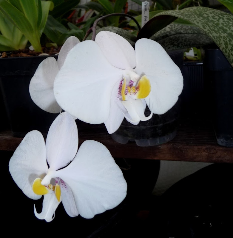 Phal.philippinense.JPG