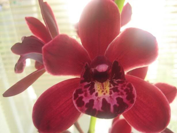 orchid021.jpg