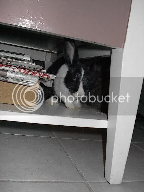 bunny018.jpg