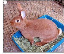 rabbit_hay.jpg