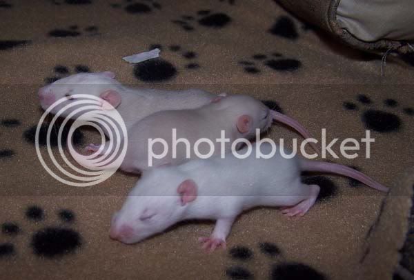 rats048.jpg