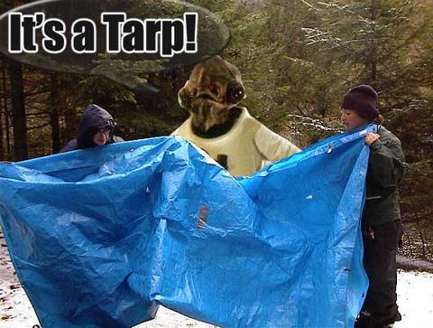 tarp-30198.jpg