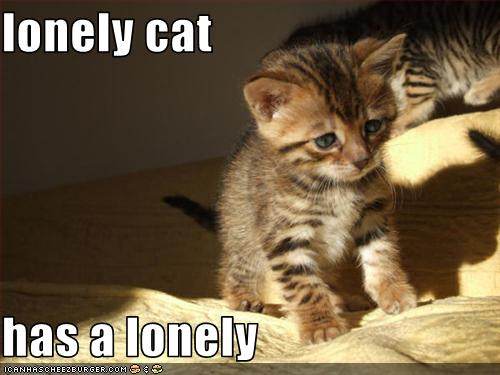100213-lonely-cat.jpg