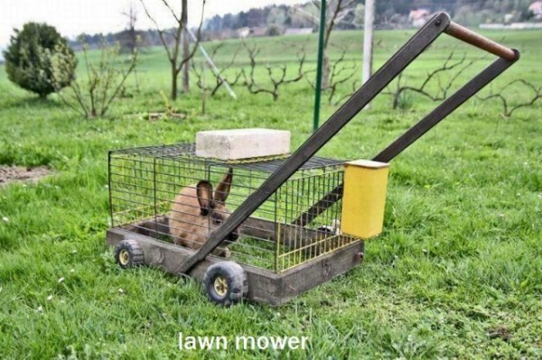 joke-funny-photo-Rabbit-powered-lawn-mower.jpg