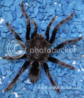 BorneoTarantula1.jpg