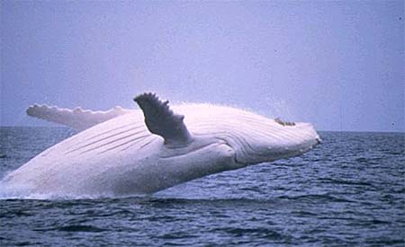 migaloowhitehumpbackwhale.jpg