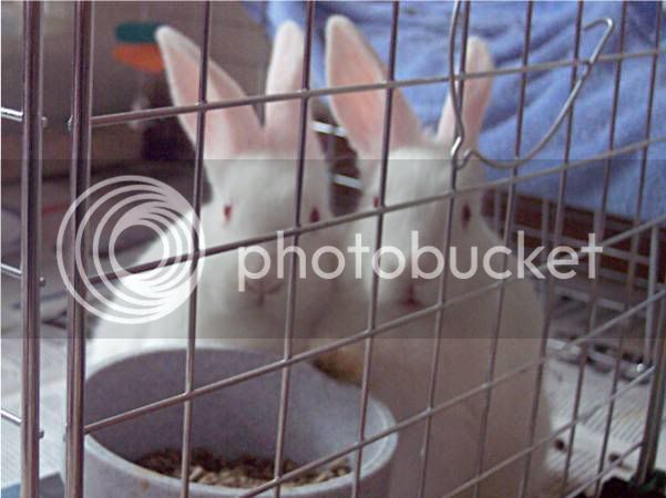 bunnies019.jpg
