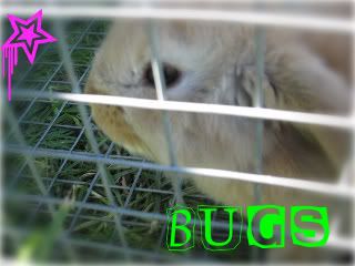 Bugs001-1-2.jpg