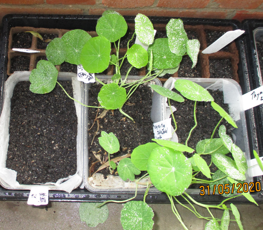 IMG-0386-nasturtiums-ready-to-go-into-a-big-pot-or-a-bed-31may2020.jpg