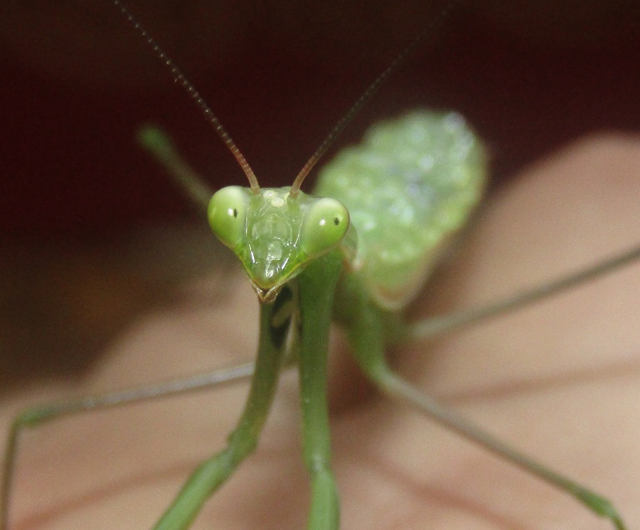 adult_male_mantis_religiosa__by_alexandersmantids-d95a9w2.jpg