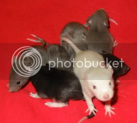Rats108.jpg