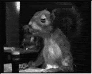 squirrel_drinking_animated.gif