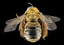 Squash bee, top view, ''Xenoglossa strenua''