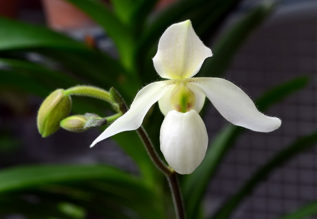 paph_deperle2.jpg