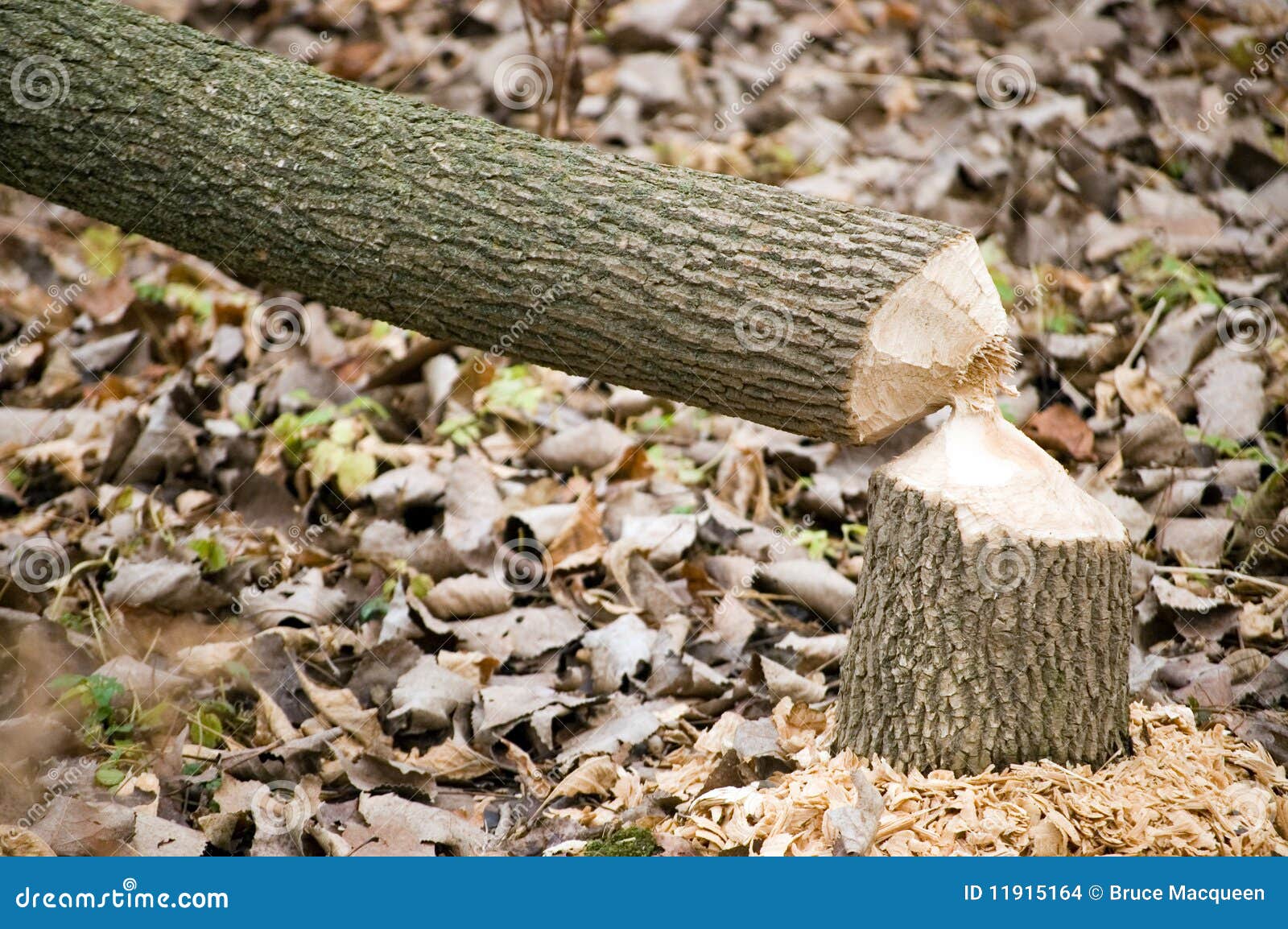 beaver-tree-damage-11915164.jpg