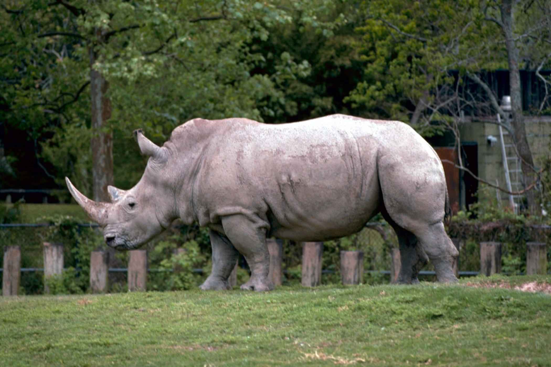 White_rhinoceros_or_square_lipped_rhinoceros_african_mammal_ceratotherium_simum.jpg