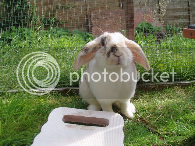 bunnies051.jpg