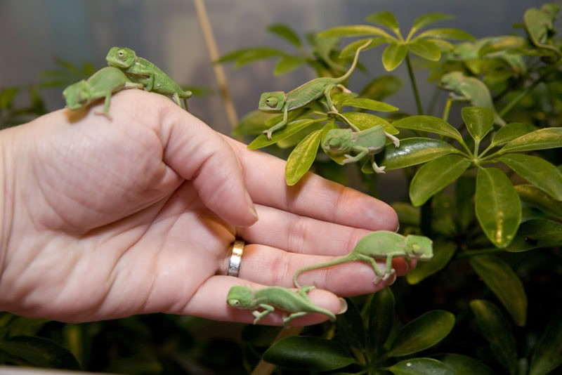 baby-veiled-chameleons-on-hand.jpg