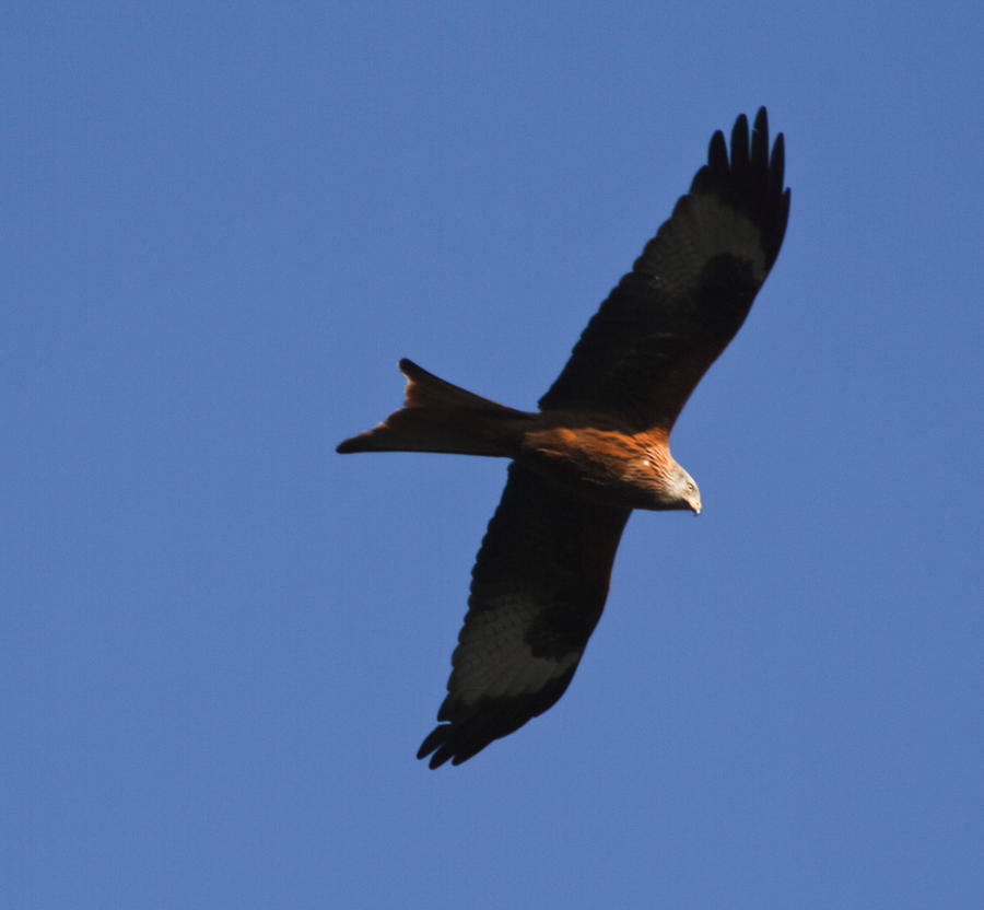 red_kite1_by_richardfrost-d3b1dsy.jpg