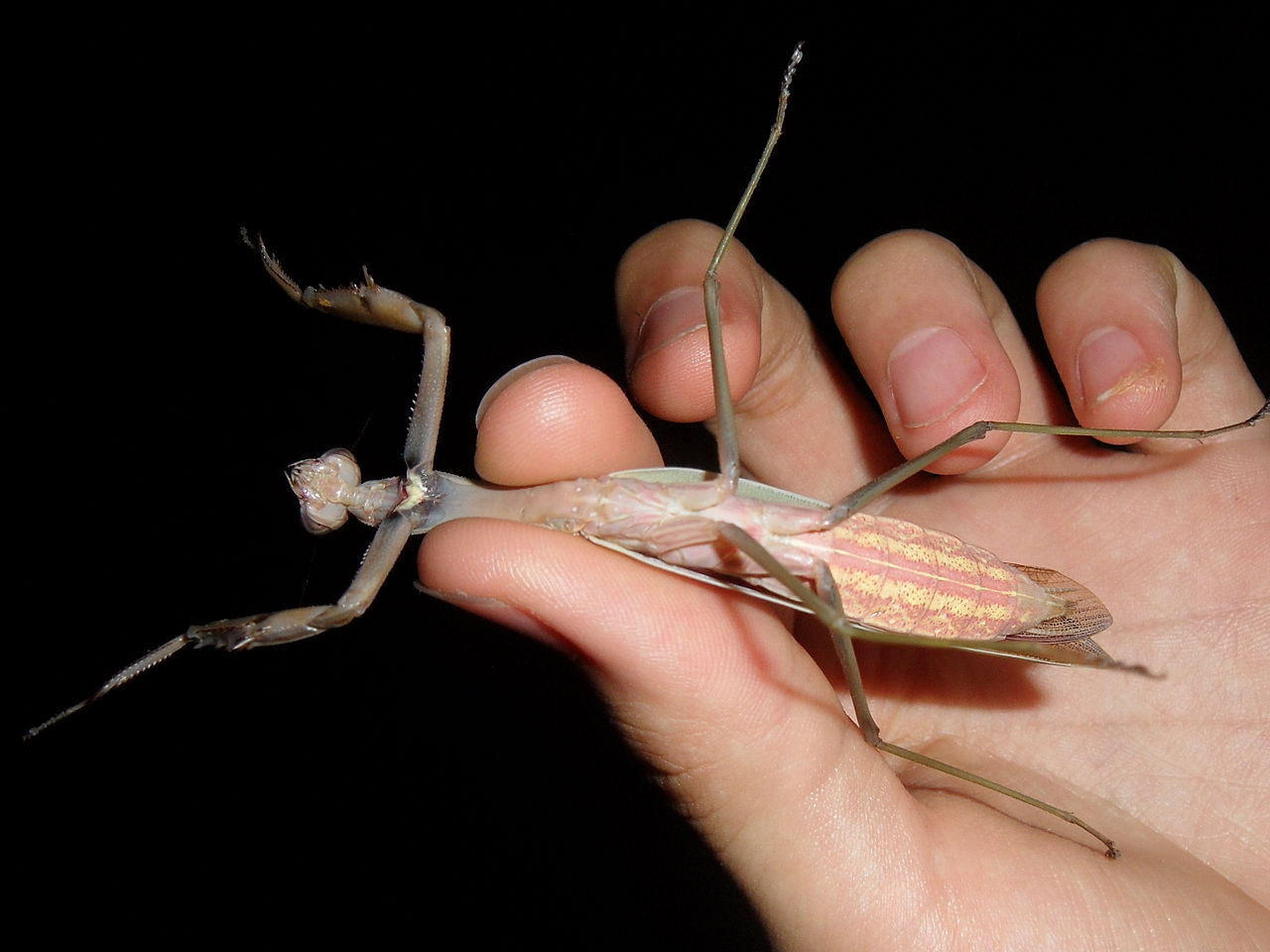 1280px-Adult_female_Tenodera_sinensis_underside.JPG