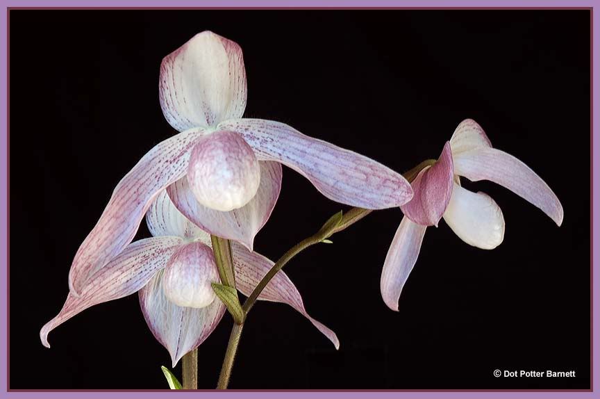 Paph_StellaLim-under-09.jpg