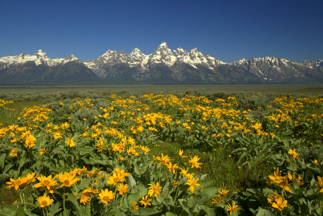 tetons-yellow-great.jpg