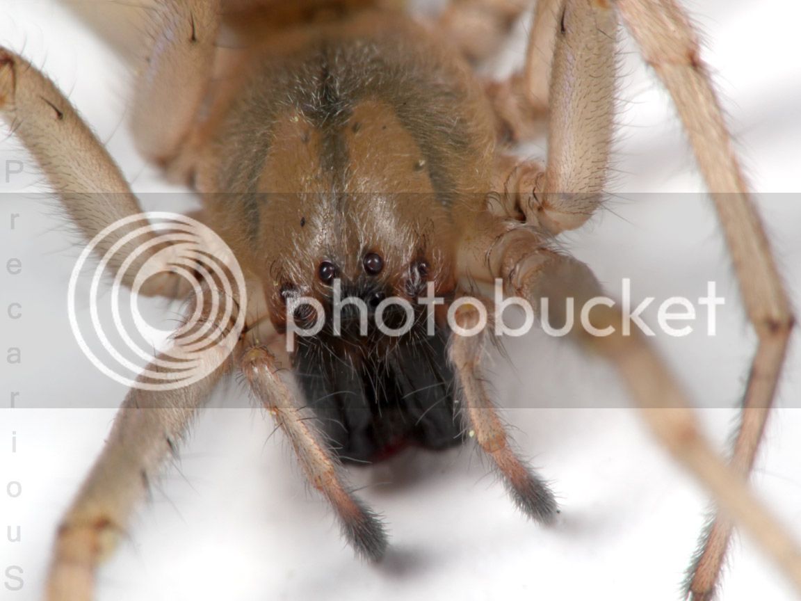 Spider_8554-sm.jpg