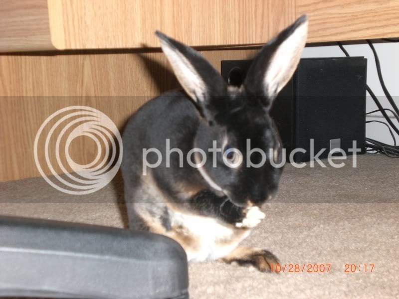 Rabbit102807021.jpg