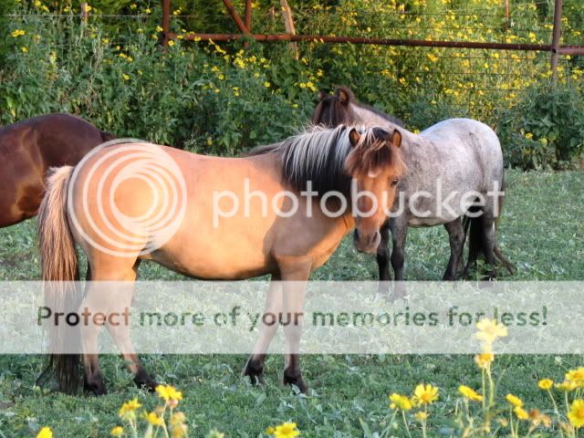 horses024.jpg