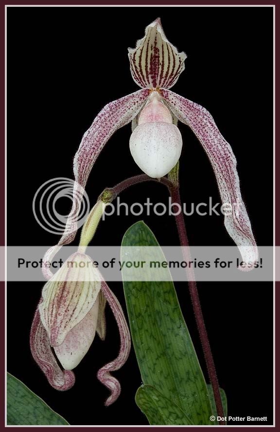 Paph_WhiteCapricorn.jpg