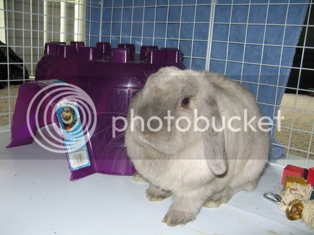 Bunnies007.jpg