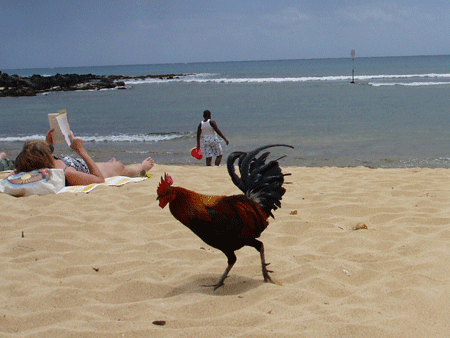 kauai-chicken.gif