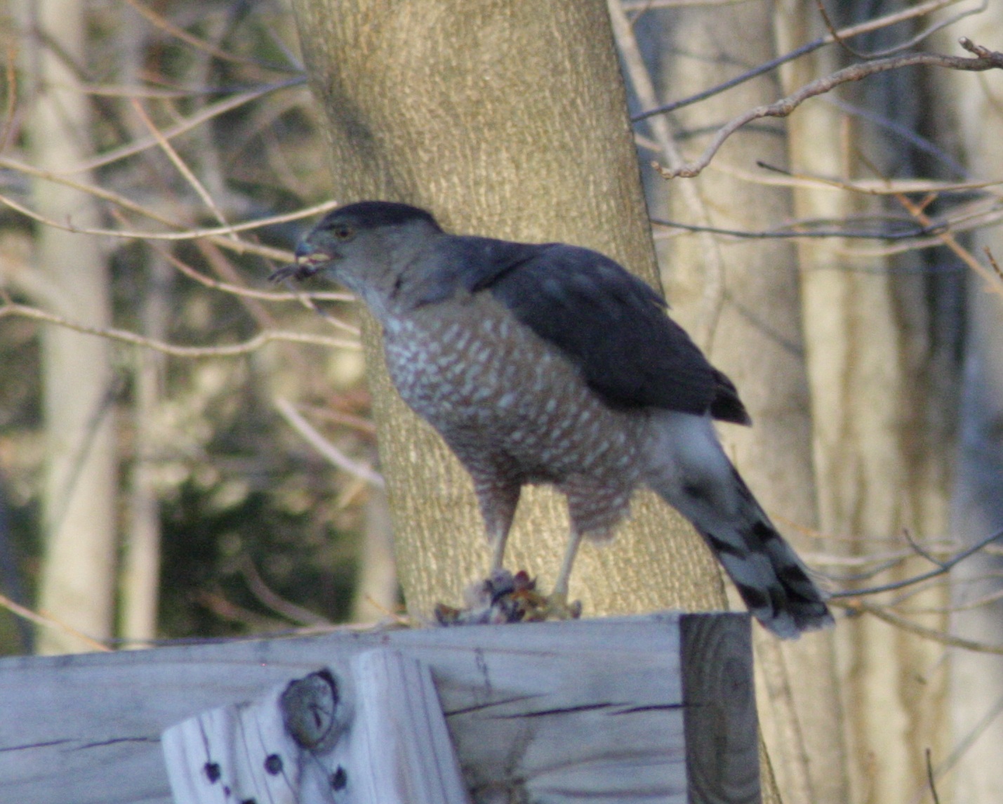 goshawk2.jpg