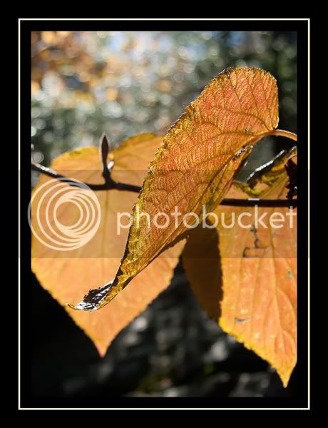 105_large_orange_leaves.jpg