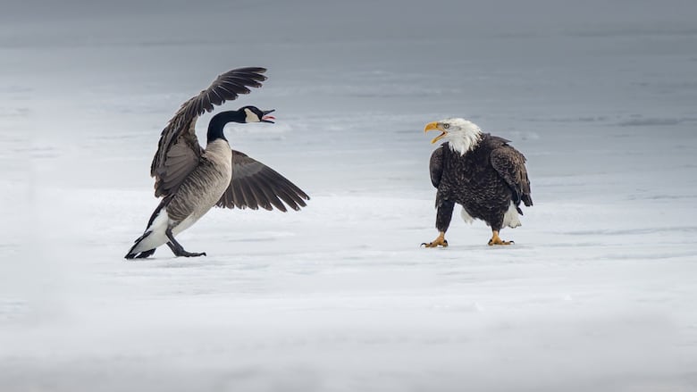 bird-fight-1.JPG