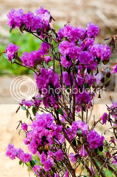 Rhododendronaprilrose_web_modifi-1.jpg