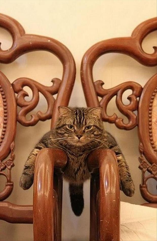 seats-taken-funny-cats1.jpg