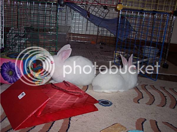 bunnies016.jpg