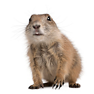 vp-us-lc-library-gopher