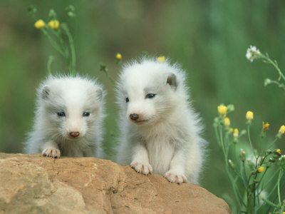 artic-fox-pups.jpg