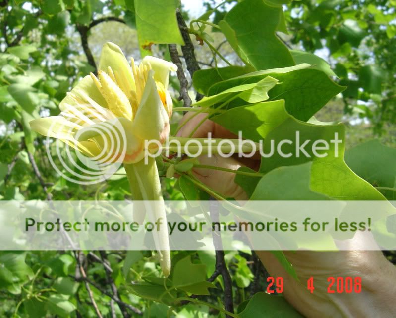 Tuliptreeflower1.jpg