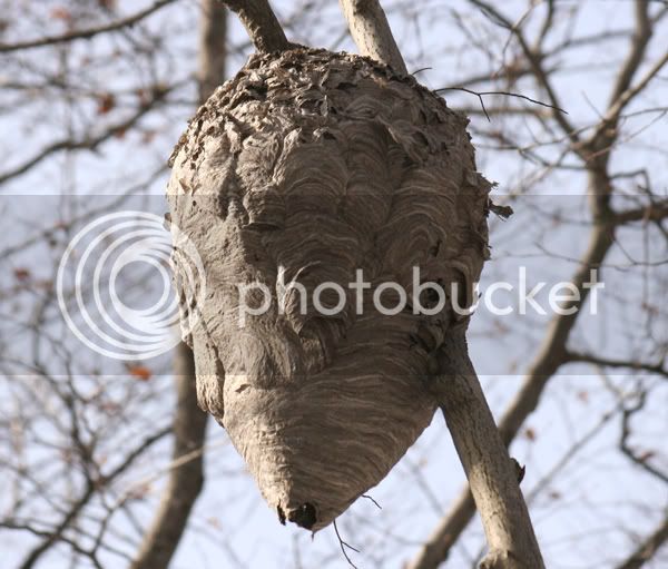 waspnest.jpg